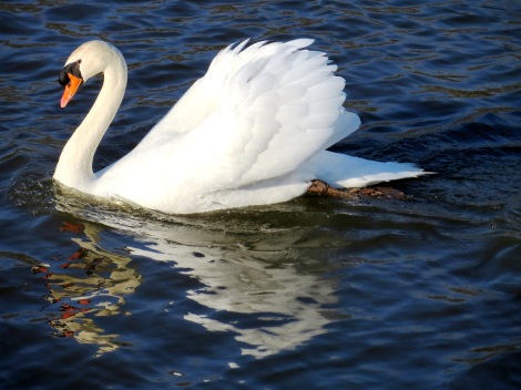 swan in motion